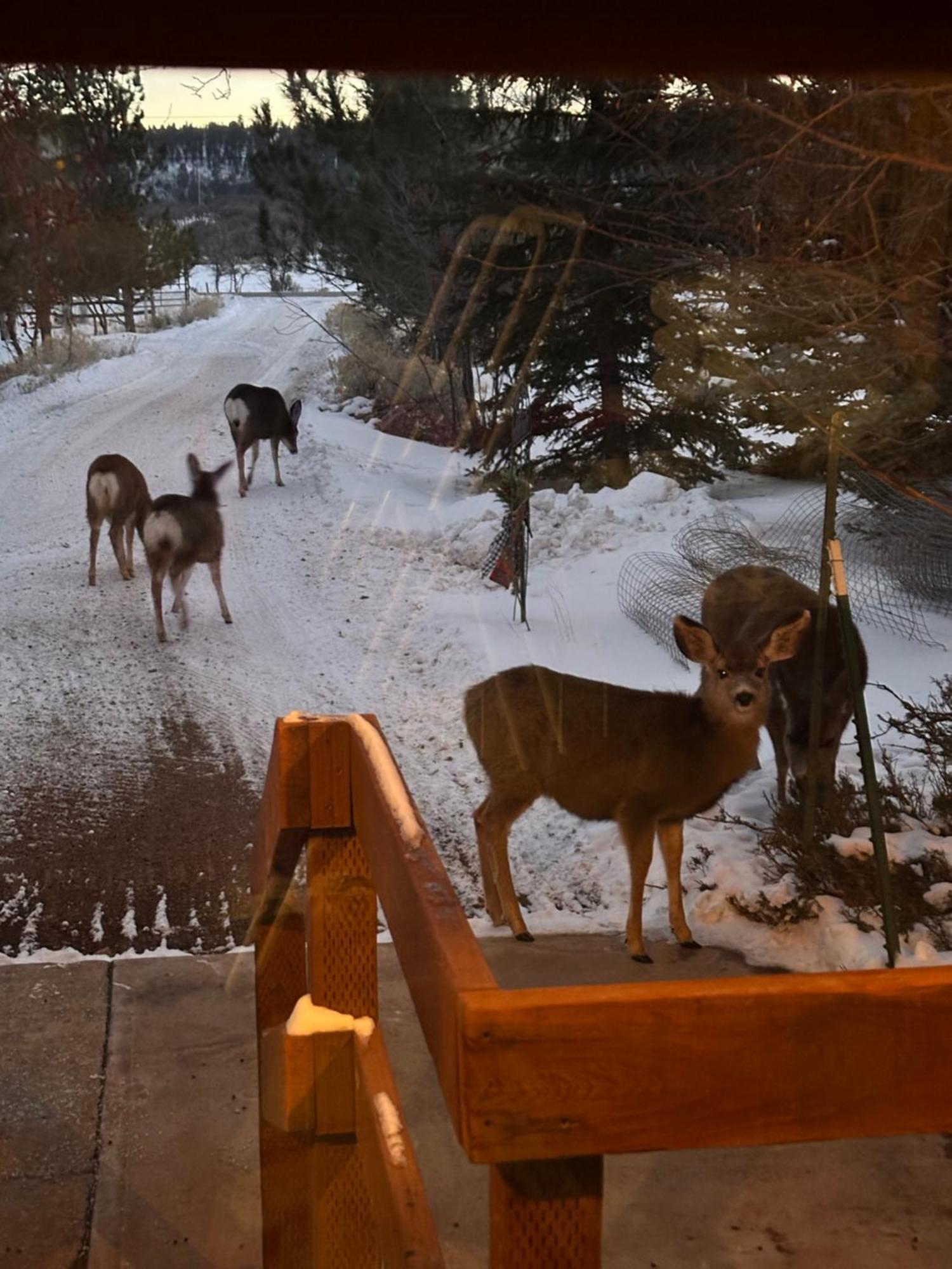 Mount Peale Country Inn La Sal Εξωτερικό φωτογραφία